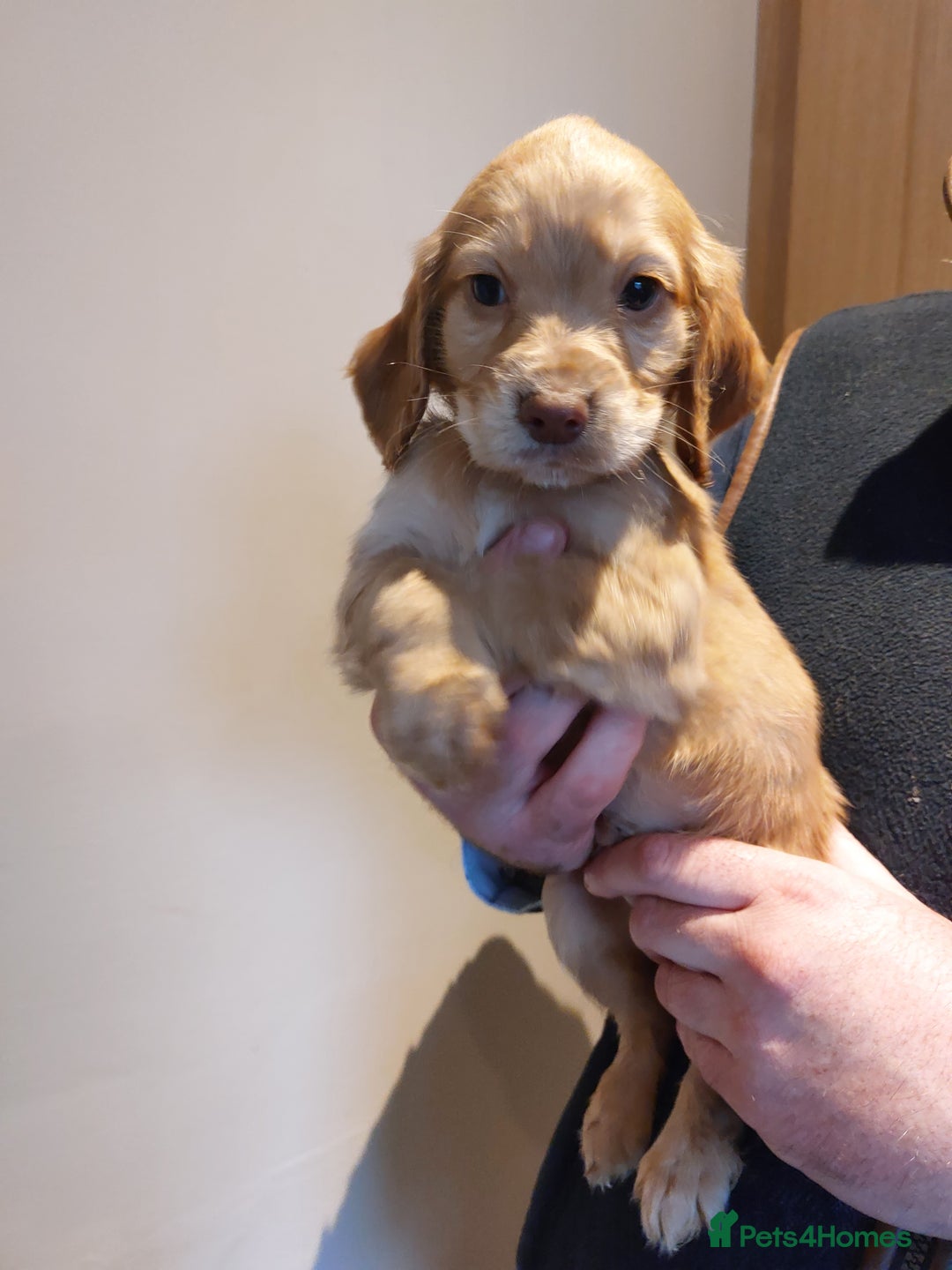 Cocker Spaniel dogs for sale: Health tested working cocker spaniels  - Image 21