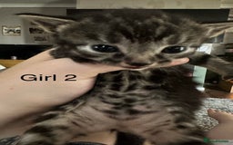 British Shorthair cats for sale: 5 black & Tabby kittens for Sale  - Image 3