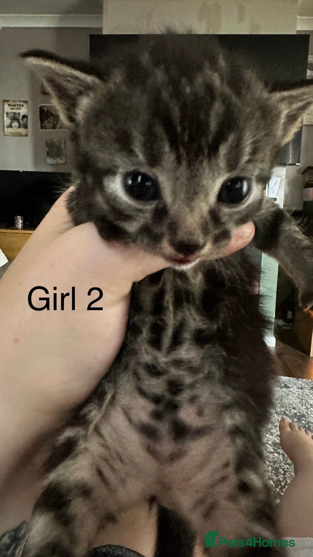 British Shorthair cats for sale: 5 black & Tabby kittens for Sale  - Image 3