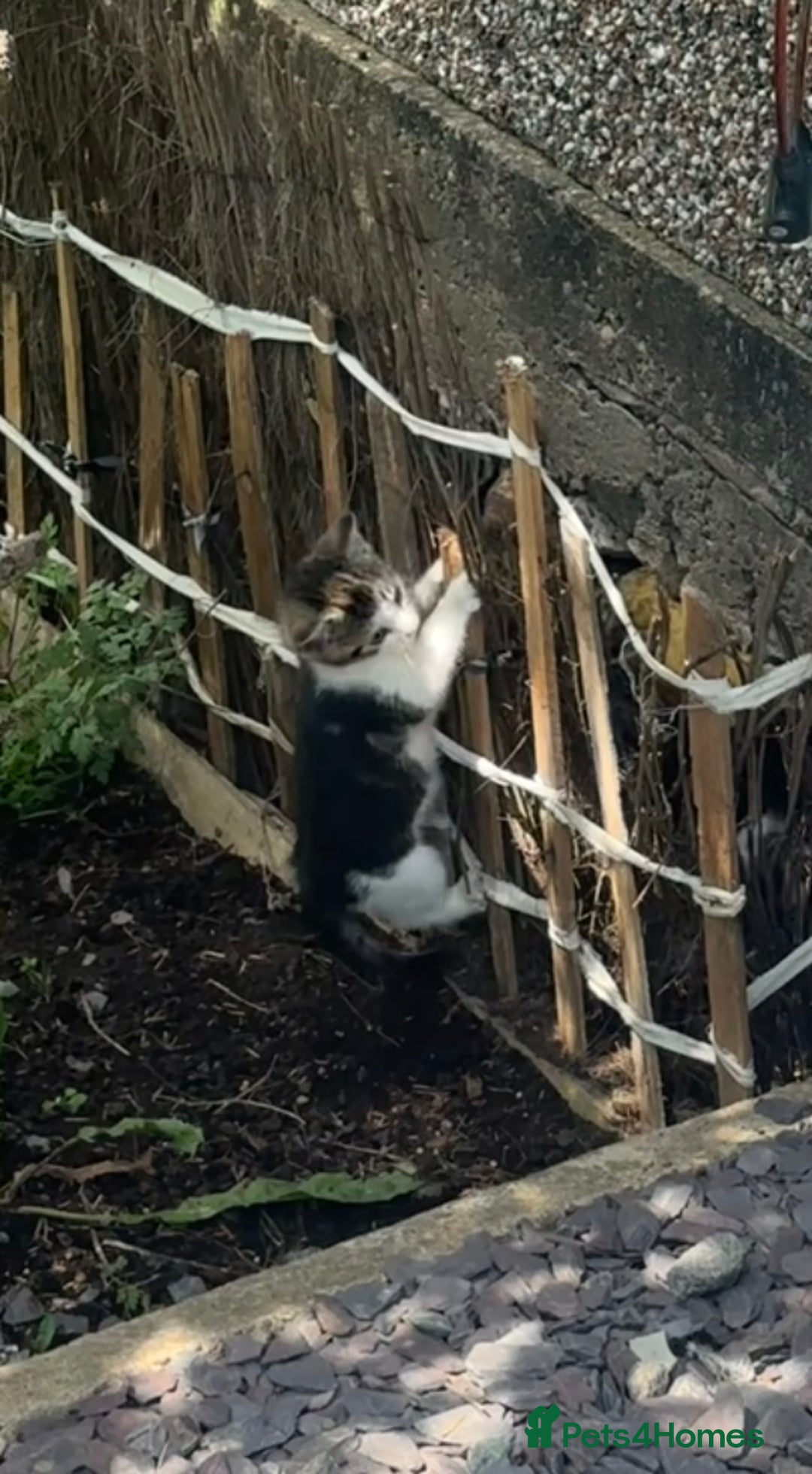 Domestic Shorthair cats for sale:  Domestic shorthair  - Image 11