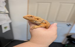 Bearded Dragon reptiles for sale: Baby bearded dragon with 4ft set up - Image 10