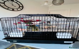Canaries birds for sale: “Beautiful Mosaic Canary Pair + Cage +Food - Advert 1