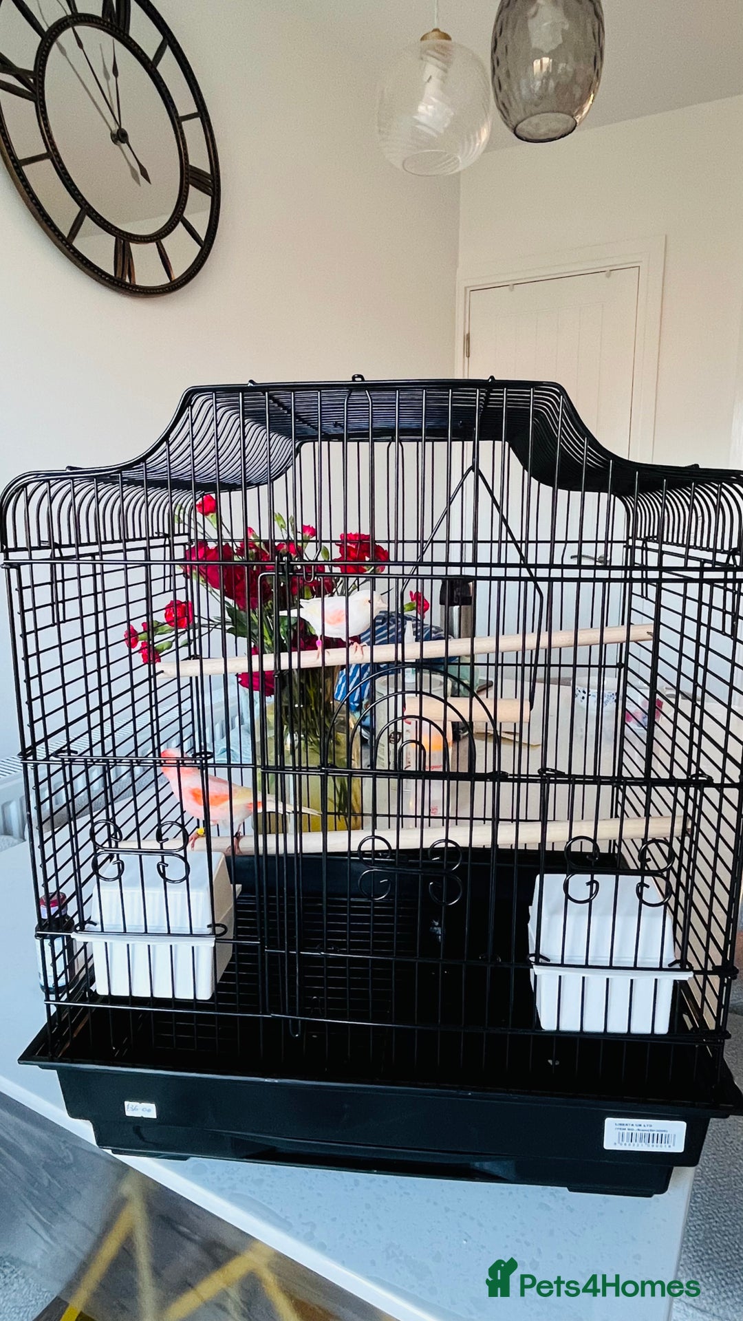Canaries birds for sale: “Beautiful Mosaic Canary Pair + Cage +Food - Advert 1