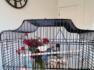 Canaries birds “Beautiful Mosaic Canary Pair + Cage +Food - Advert 3