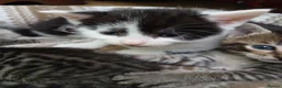 British Shorthair cats for sale: 1 boys,6girls - Advert 14
