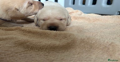Labrador Retriever dogs - Advert 6