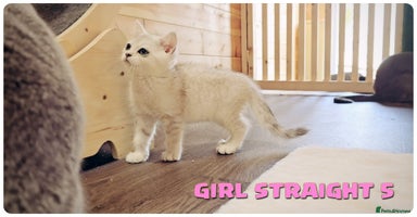 Scottish Fold cats - Advert 9