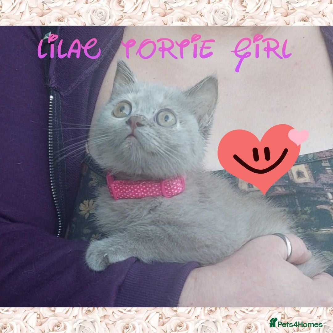British Shorthair cats  😻 British Shorthair Kittens READY NOW 😻 - Advert 1