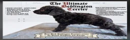 Bedlington Terrier dogs for sale: ELITE 5x champion lineage Bedlington terrier Boy.  - Advert 1