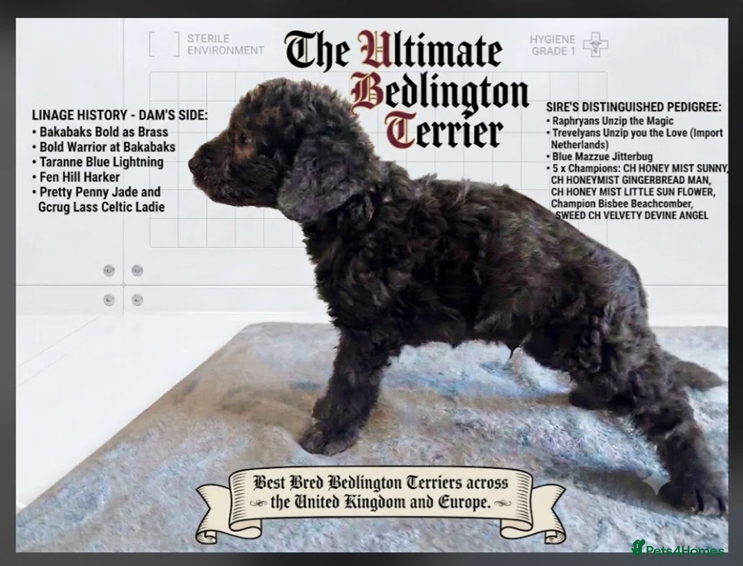 Bedlington Terrier dogs for sale: ELITE 5x champion lineage Bedlington terrier Boy.  - Advert 1