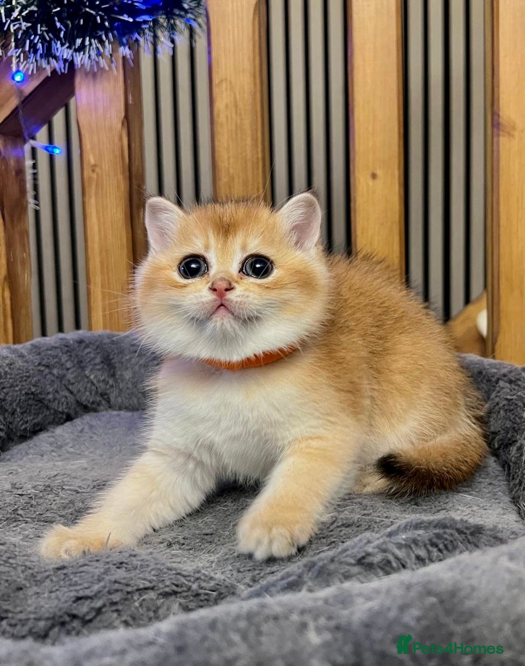 British Shorthair cats for sale: Fully pedigree kittens - Advert 12