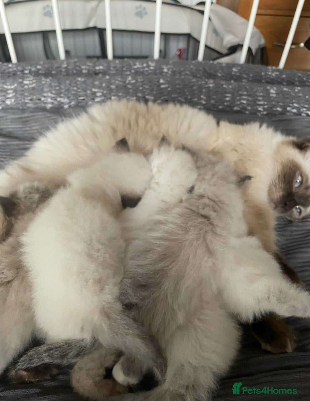 Ragdoll cats for sale: Ragdoll kittens - Image 3