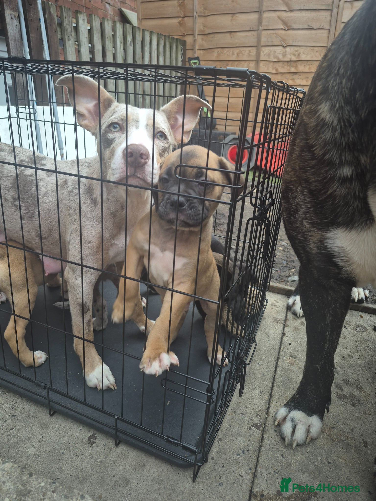 Mixed Breed dogs Cane corso mix - Advert 1