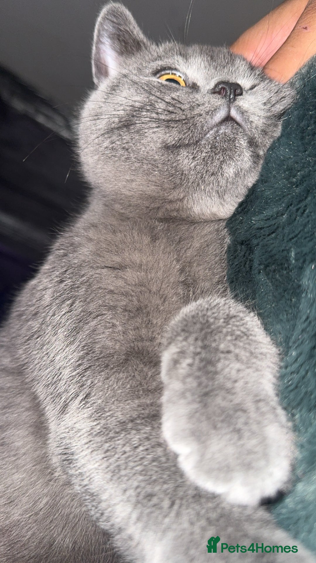 British Shorthair cats for sale: Meet stitch  - Image 6