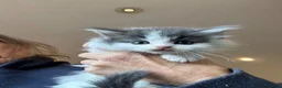 Mixed Breed cats for sale: Maine coon cross kittens stunning babies ready now - Advert 8