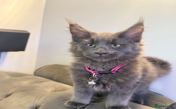 Maine Coon cats - Advert 1