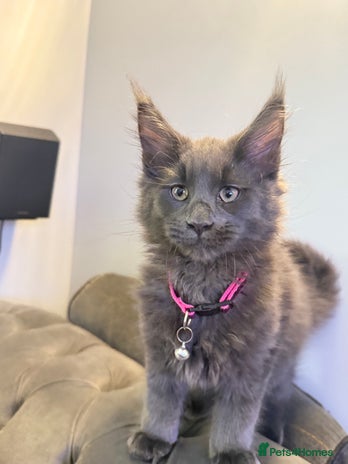 Maine Coon cats - Advert 2