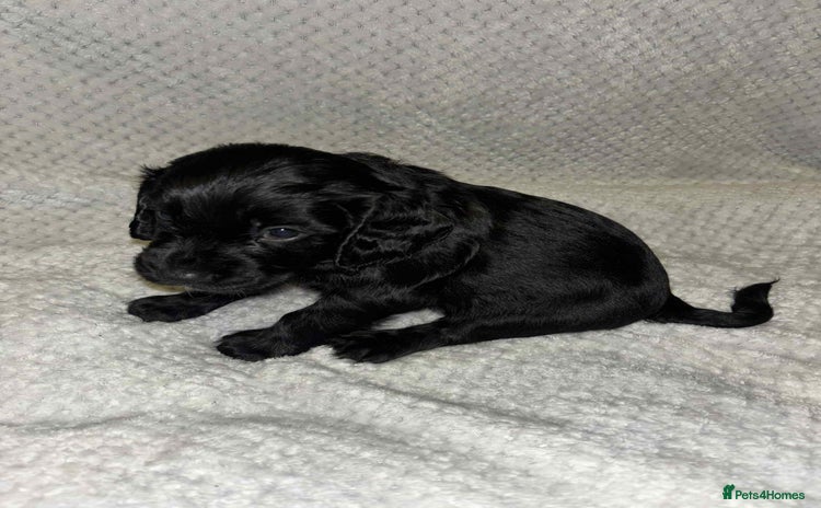 Cocker Spaniel dogs - Advert 12