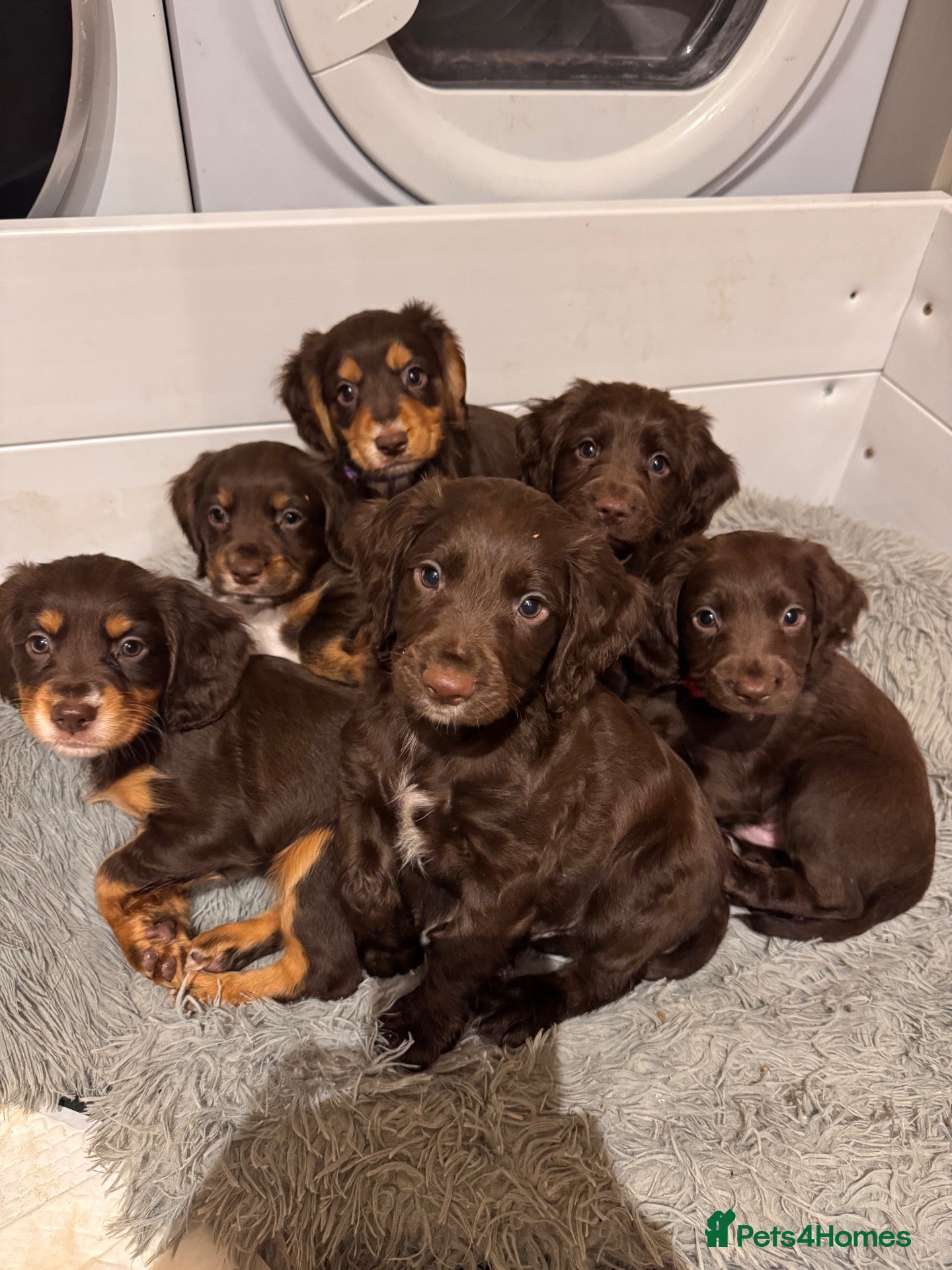 Sprocker dogs Beautiful Sprocker Puppies For Sale  - Advert 6