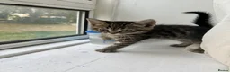 Mixed Breed cats for sale: Adorable Kittens Looking for Loving Homes in London - Advert 6