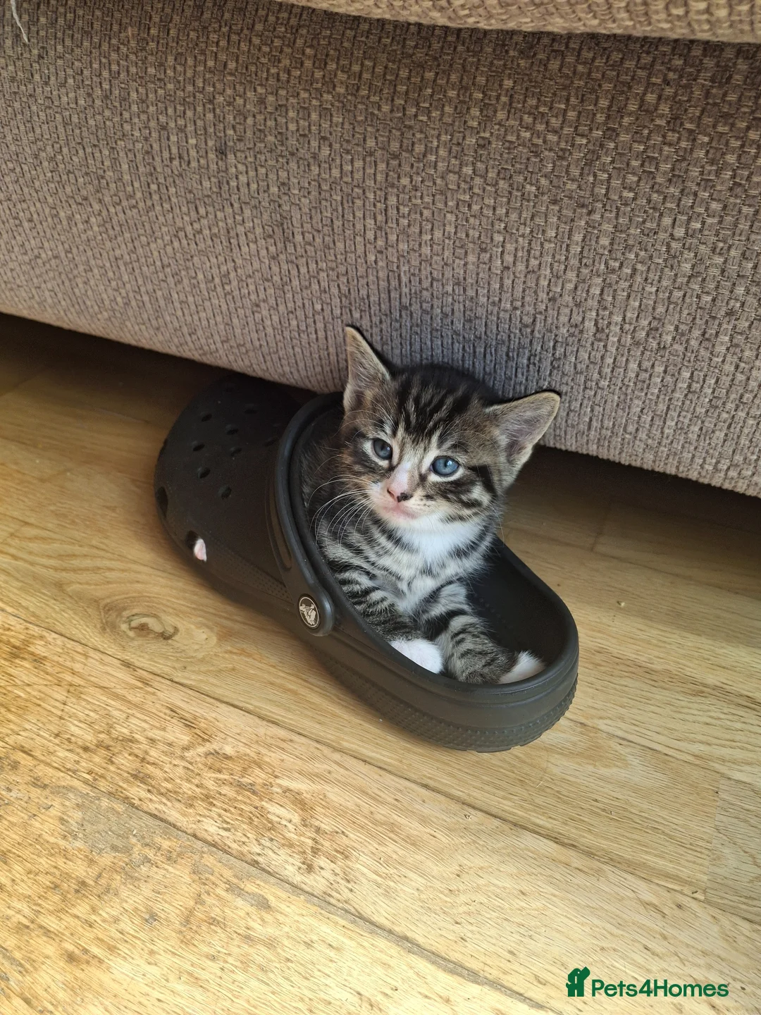 Mixed Breed cats for sale: Gorgeous kittens  - Advert 1