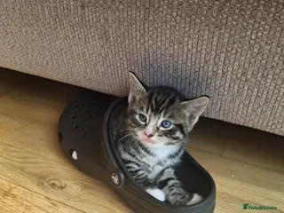 Mixed Breed cats Gorgeous kittens - Advert 6