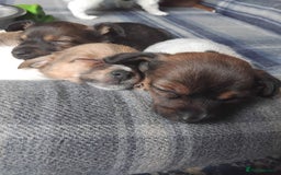 Mixed Breed dogs for sale: Lovely little jackapom puppies  - Image 1