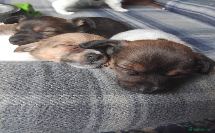 Mixed Breed dogs - Advert 1