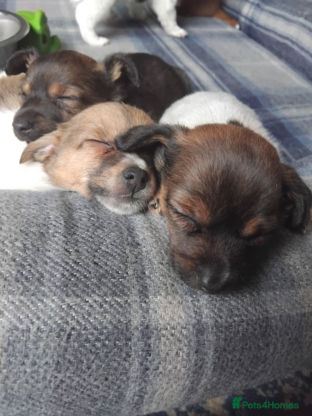 Mixed Breed dogs for sale: Lovely little jackapom puppies  - Image 1