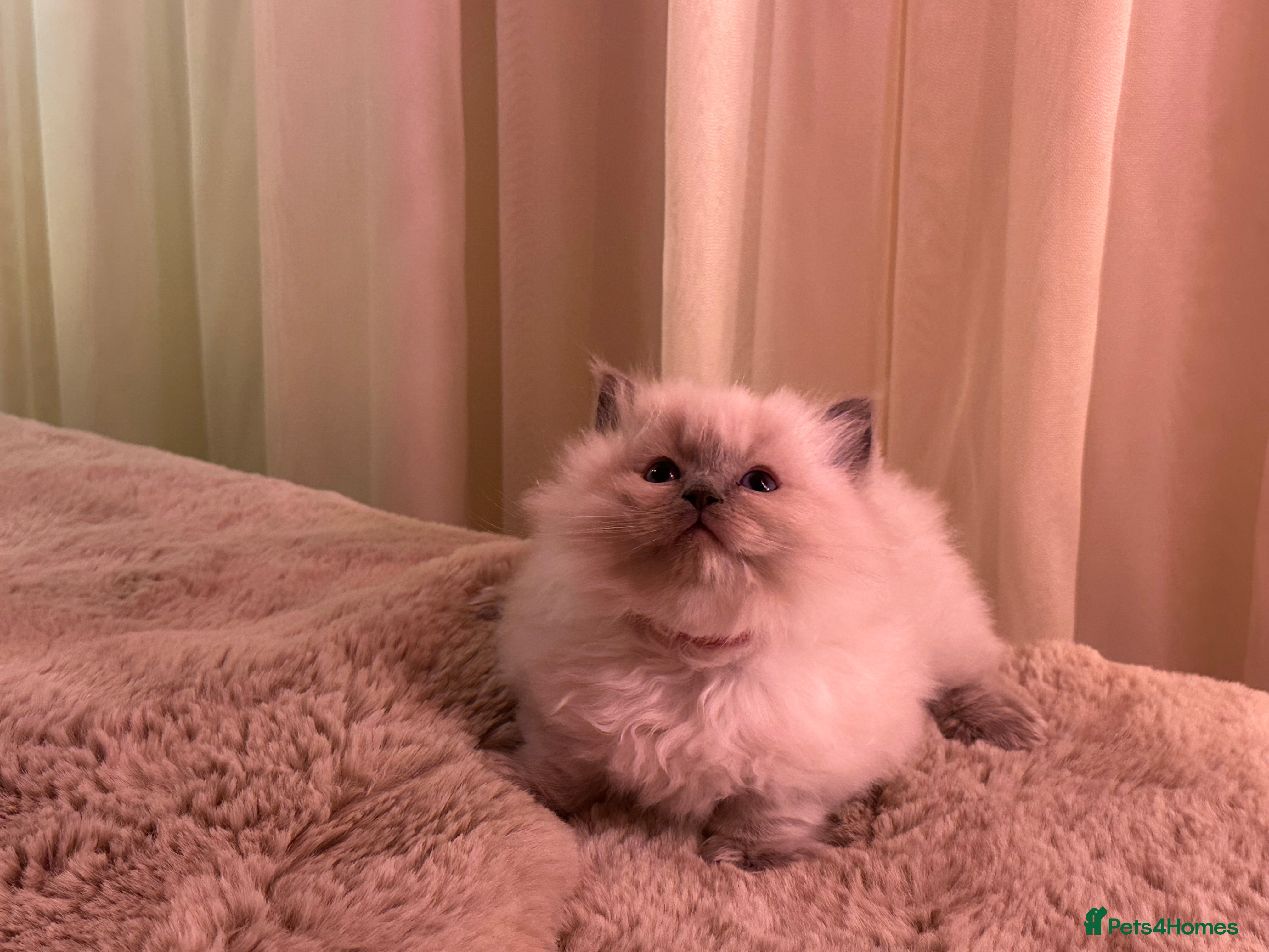 Ragdoll cats for sale: Pure Ragdolls - Advert 2