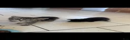 Mixed Breed cats for sale: Kittens  in Frinton-on-Sea - Advert 3