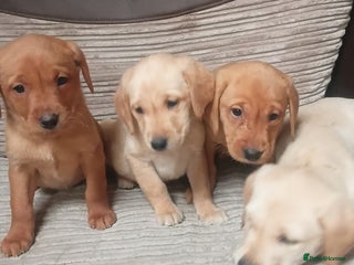 Labrador Retriever dogs Labrador puppies - Advert 6