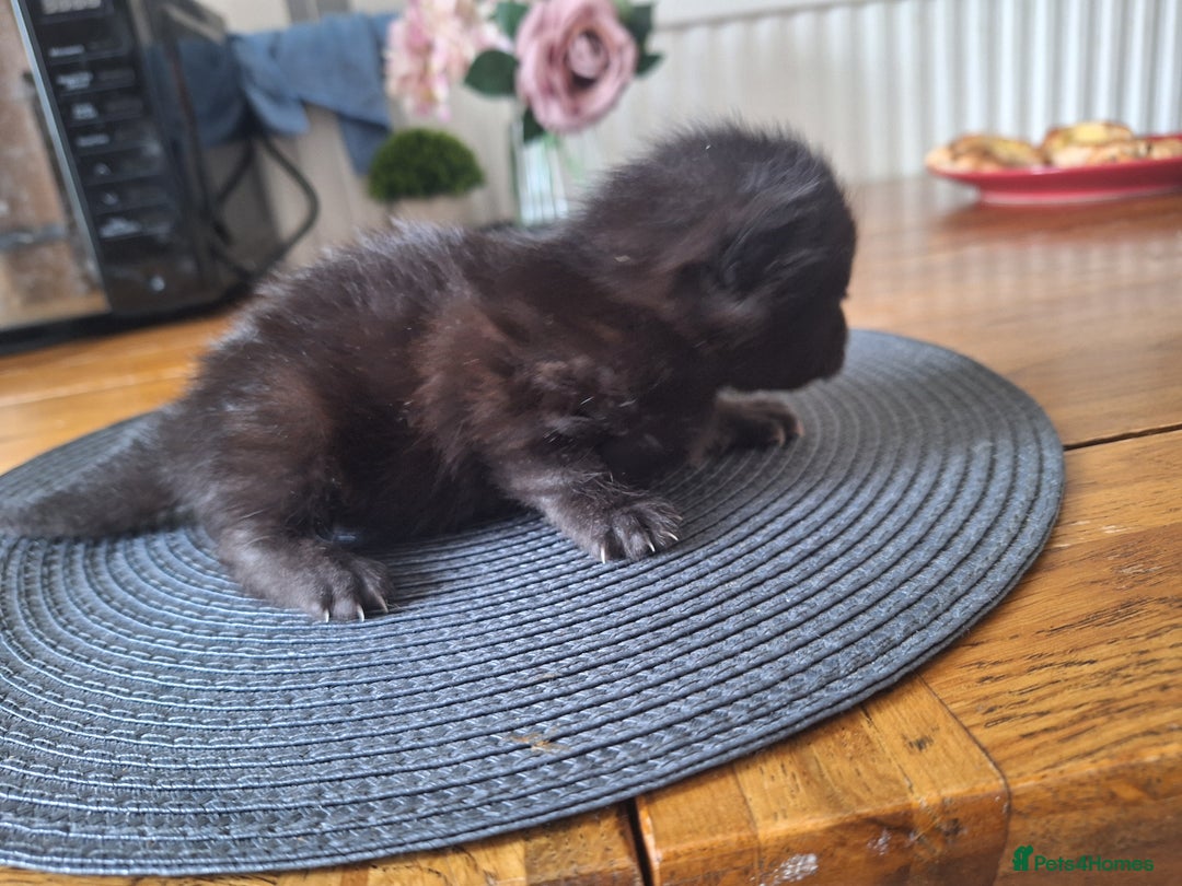 Mixed Breed cats for sale: 🐾 Adorable Kittens Looking for Loving Homes! 🐾 - Image 11
