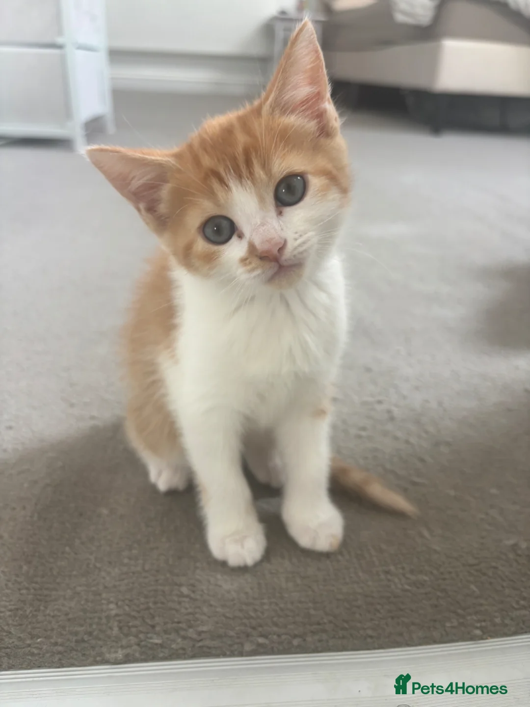 Mixed Breed cats for sale: Gorgeous white and ginger kittens - Advert 2