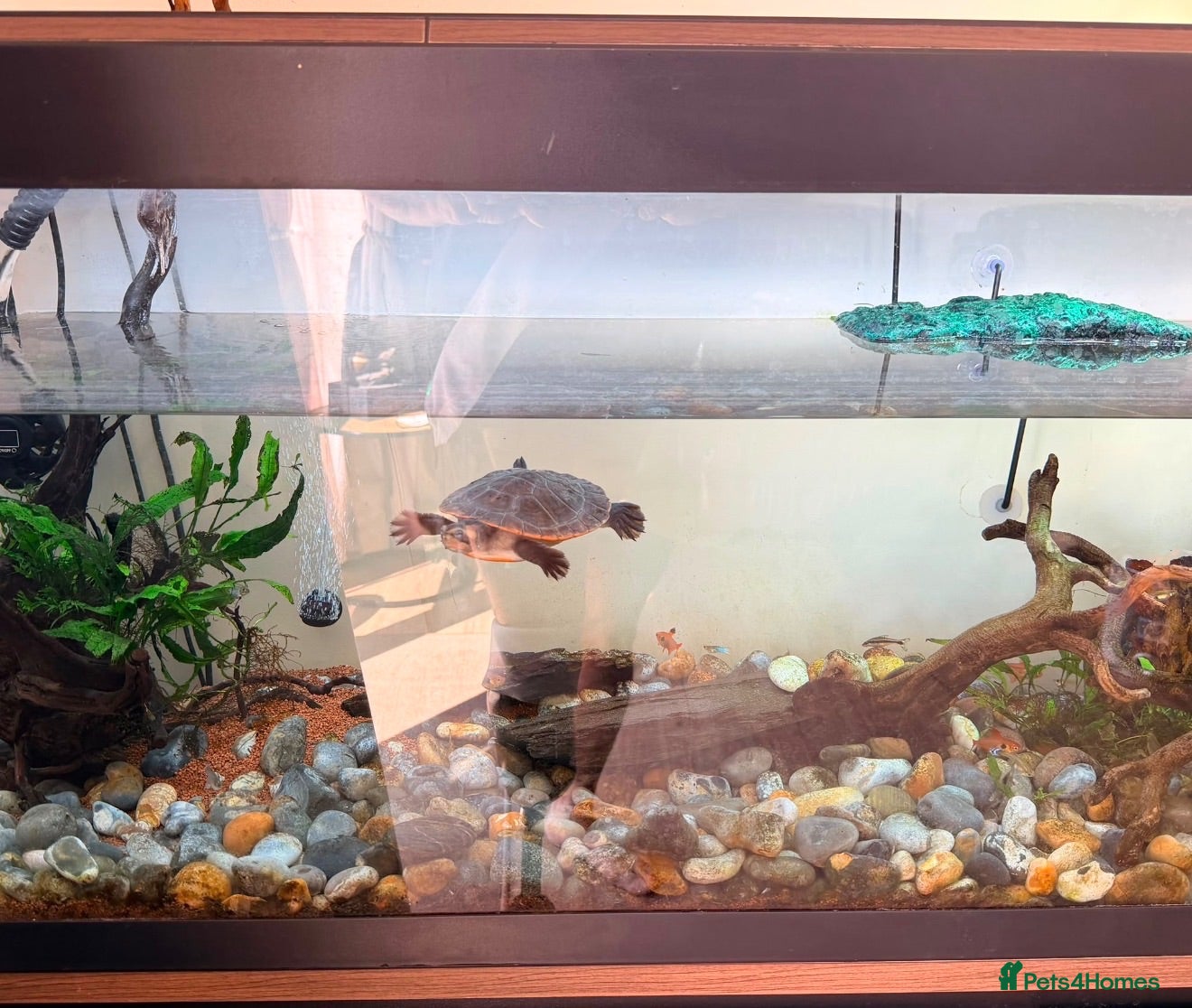 Turtle reptiles Complete turtle set up  - Advert 8