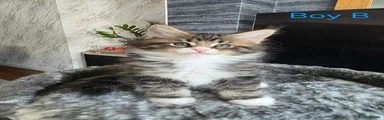 Maine Coon 5