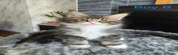 Maine Coon cats for sale: BEAUTIFUL MAIN COON KITTENS in Bolton - Advert 11