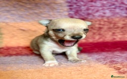 Chihuahua dogs for sale: Beautiful Chihuahua Boys - Image 8