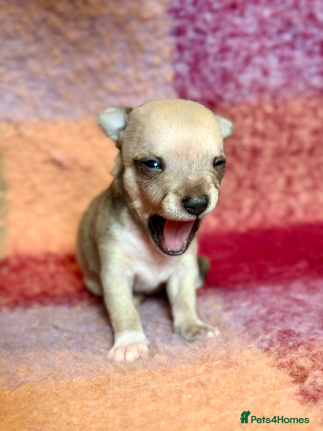 Chihuahua dogs for sale: Beautiful Chihuahua Boys - Image 8