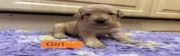 Labradoodle dogs for sale: Gorgeous labradoodle puppies - Advert 24