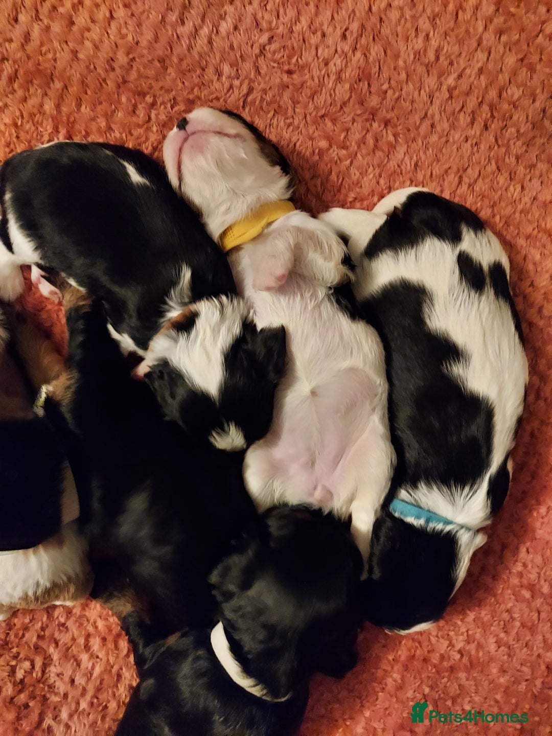 Cavalier King Charles Spaniel dogs for sale: GREAT QUALITY CKCS PUPPIES ( DWKC REGISTERED)/DNA - Advert 7
