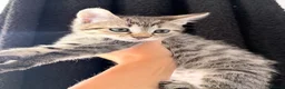 Mixed Breed cats for sale: Mixed breed tabby X ragdoll kittens - Advert 12