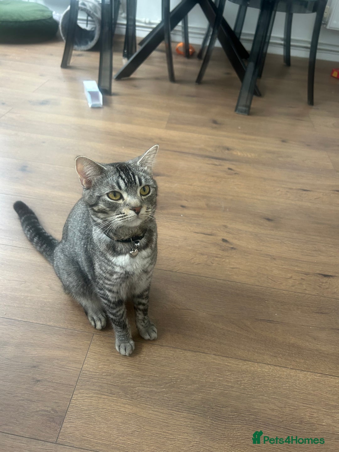 Chartreux cats for sale: American shorthair / chartreux  kittens - Image 7