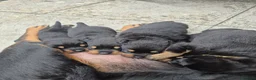 Rottweiler dogs for sale: German Rottweiler pupps  - Advert 2