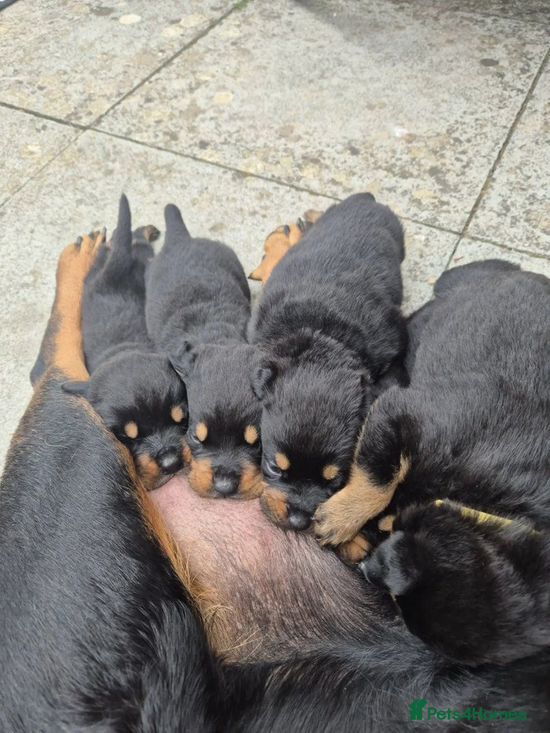 Rottweiler dogs for sale: German Rottweiler pupps  - Advert 2