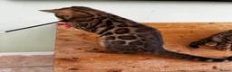 Bengal cats for sale: GCCF Registered Bengal in Market Drayton - Advert 5