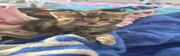 Mixed Breed cats for sale: Adorable Bengal x Shorthair Kittens - Advert 27