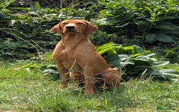 Labrador Retriever dogs for sale: Part-trained fox red Lab,FULLY HEALTH TEST PARENTS - Image 4