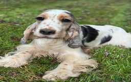 Cocker Spaniel dogs for sale: BEAUTIFUL KC SHOW TYPE COCKER SPANIELS  - Image 29