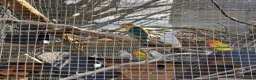 Lovebirds birds for sale: Lovebirds - mixed including proven pair - Advert 9